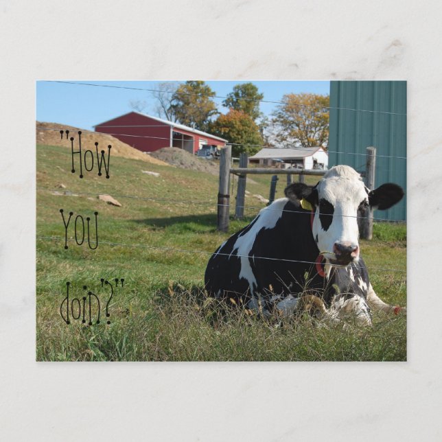 "How YOU doin'?" cow postcard (Front)