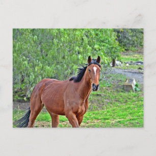 Howdy 2 postcard