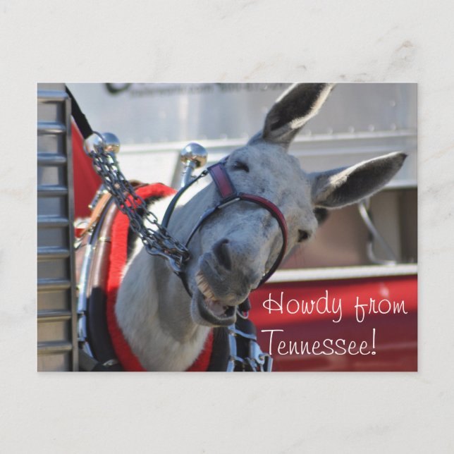 Howdy from Tennessee Mule Postcard (Front)