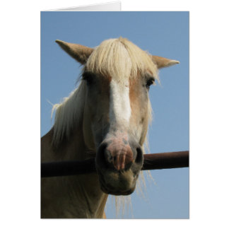 Howdy Partner!