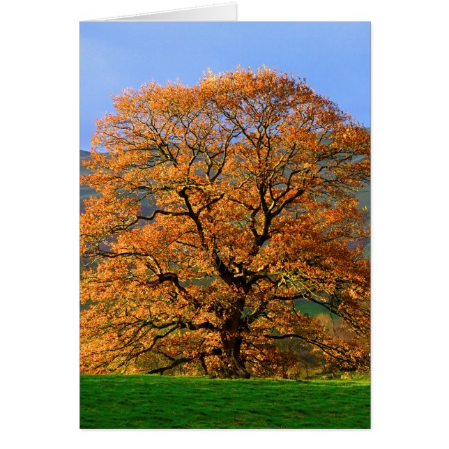 Howgillhounds cards Autumn Colour (Front)