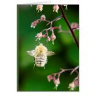 Howgillhounds cards Bee