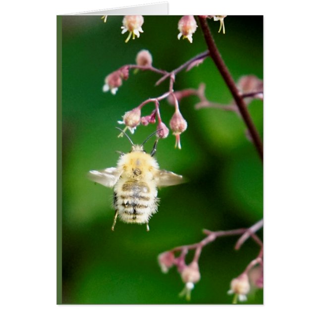 Howgillhounds cards Bee (Front)