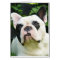 Howgillhounds cards French Bulldog Susan