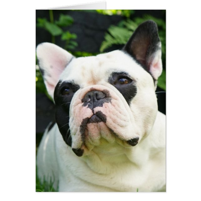 Howgillhounds cards French Bulldog Susan (Front)