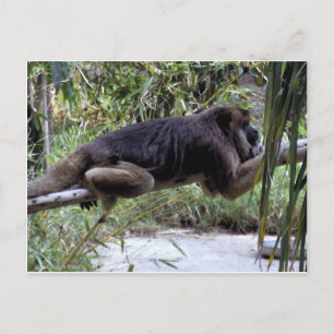Howler Monkey Hangout Postcard