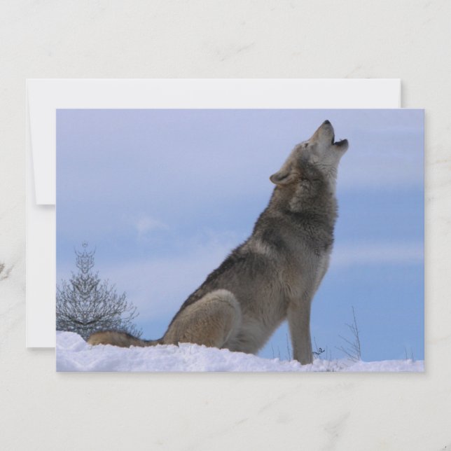 Howling Alaskan Timber Wolf (Front)