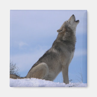 Howling Alaskan Timber Wolf Magnet