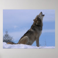 Howling Alaskan Timber Wolf