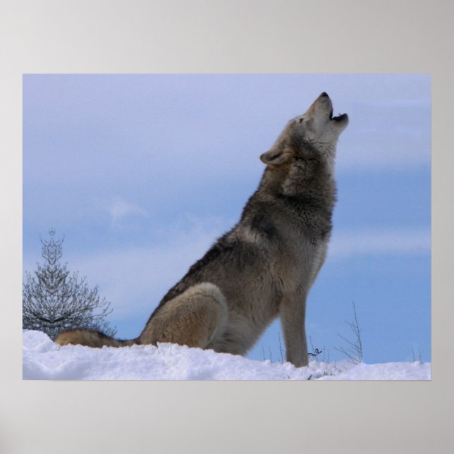 Howling Alaskan Timber Wolf Poster (Front)