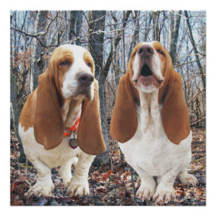 Howling Basset Hound Woodland Poster