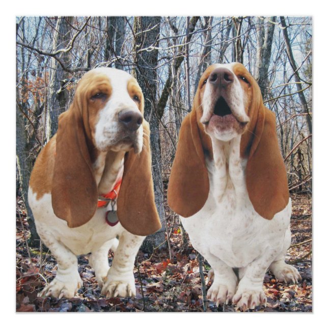 Howling Basset Hound Woodland Poster (Front)