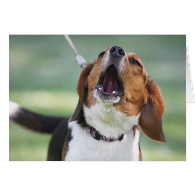 Howling Beagle Dog (Front Horizontal)