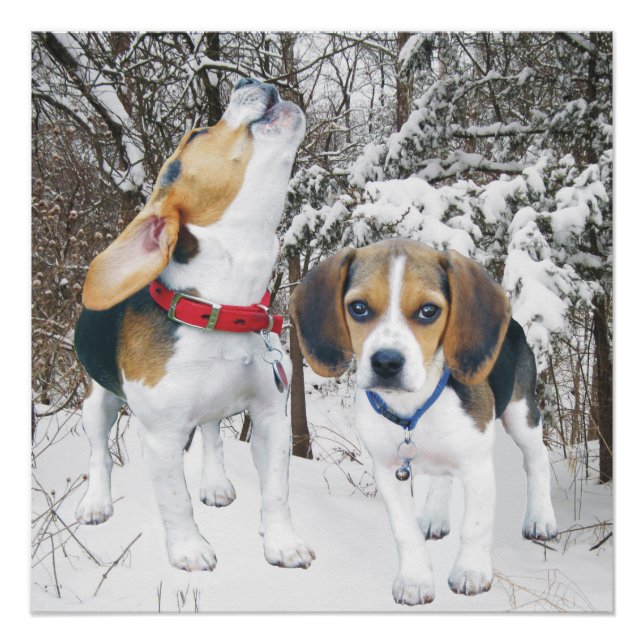 Howling Beagle Pup & Beagle Buddy Poster (Front)