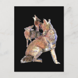 Howling Coyote Pack, Animal, Nature  Wildlife Postcard