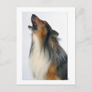Howling dog postcard