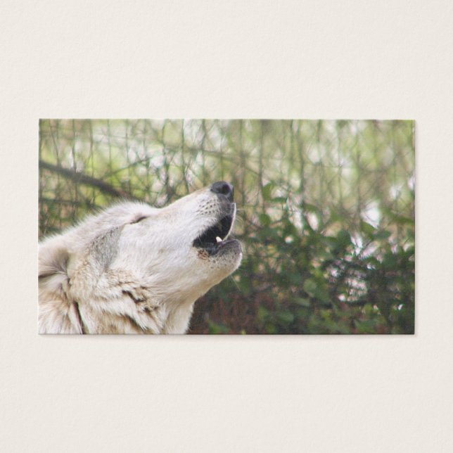 Howling grey wolf (Front)