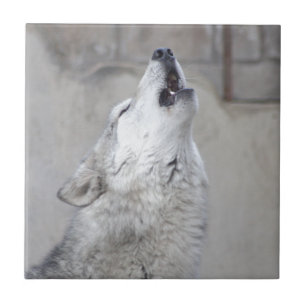Howling Grey Wolf Tile