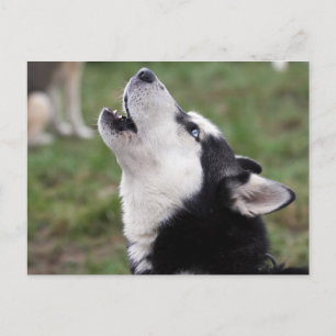 howling husky postcard