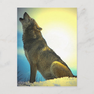 Howling Wolf at Sunset Postcard