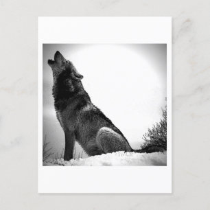 Howling Wolf in Snow Holiday Postcard