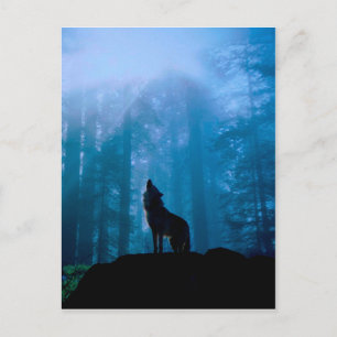 Howling Wolf in Wilderness Postcard
