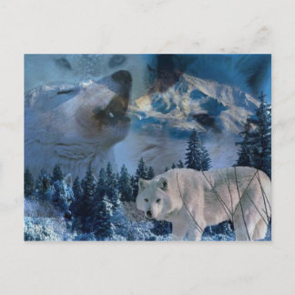 Howling Wolf Pack Postcard
