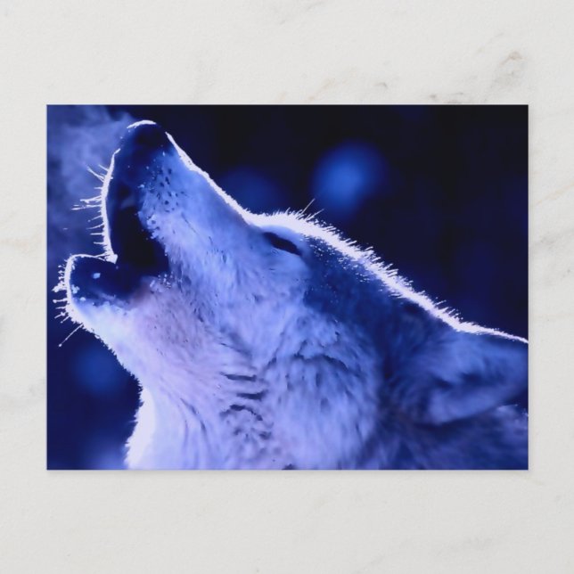 Howling Wolf Postcard (Front)