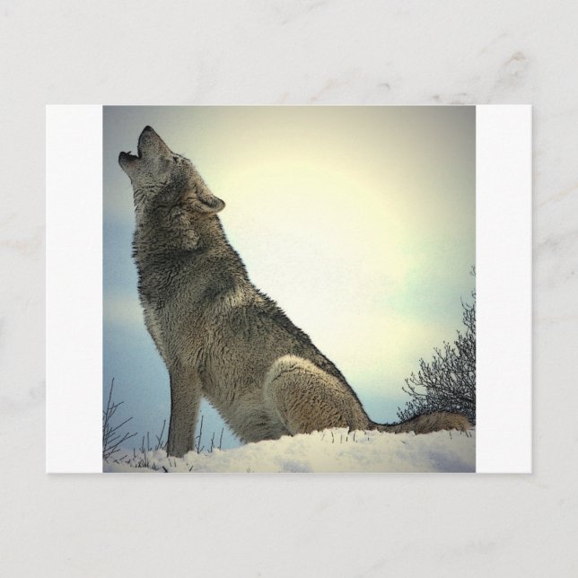 Howling Wolf Postcard (Front)