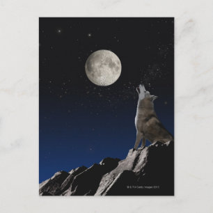 Howling Wolf Postcard