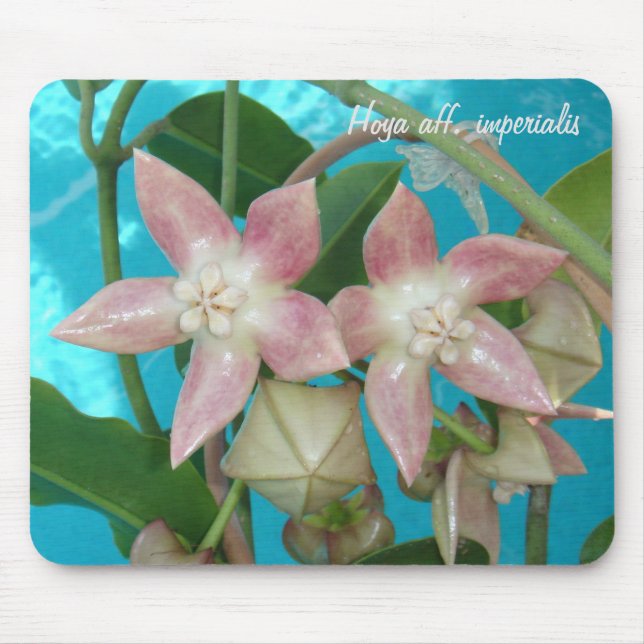 Hoya aff. imperialis MousePad (Front)