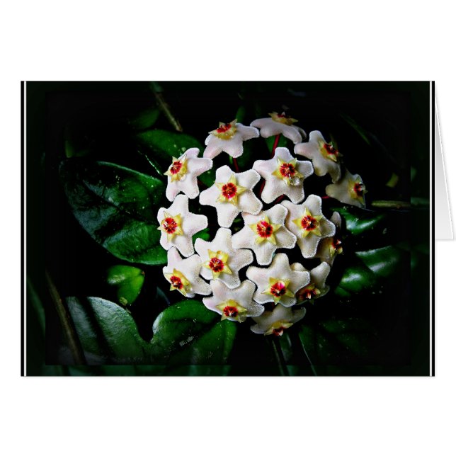 Hoya card (waxplant) (Front Horizontal)