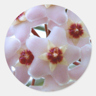 hoya carnosa flower classic round sticker