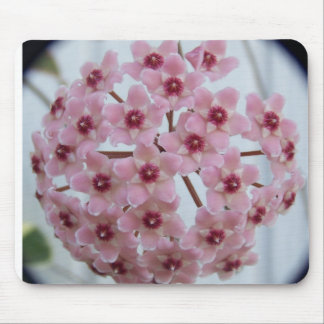 Hoya carnosa Tricolor Mousepad