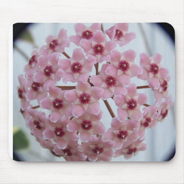 Hoya carnosa Tricolor Mousepad (Front)