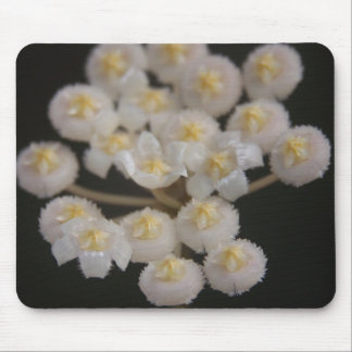 Hoya lacunosa Mousepad