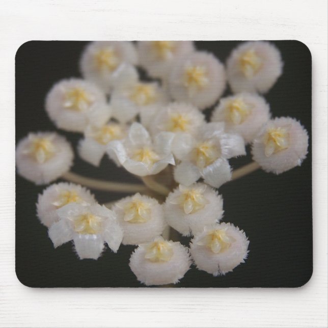 Hoya lacunosa Mousepad (Front)