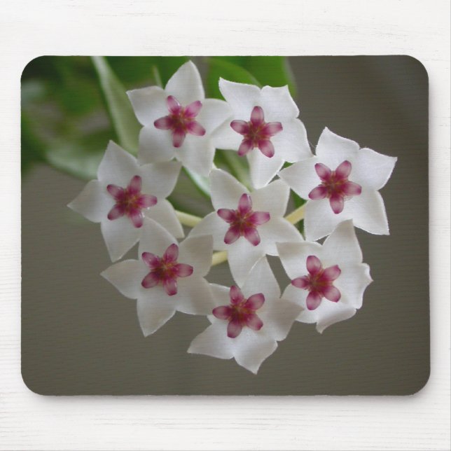Hoya lanceolata ssp. bella mouse mat (Front)