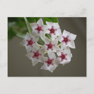 Hoya lanceolata ssp. bella postcard