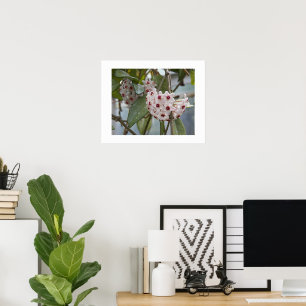 Hoya Plant Flowers Floral Photographic Poster