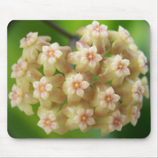 Hoya samoensis Mousepad