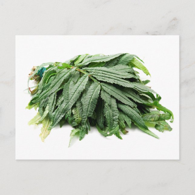 Huacatay  postcard (Front)