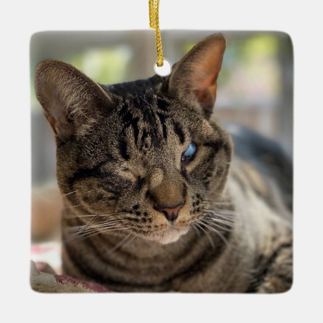 Hubble the Blind Cat Ornament (Front)
