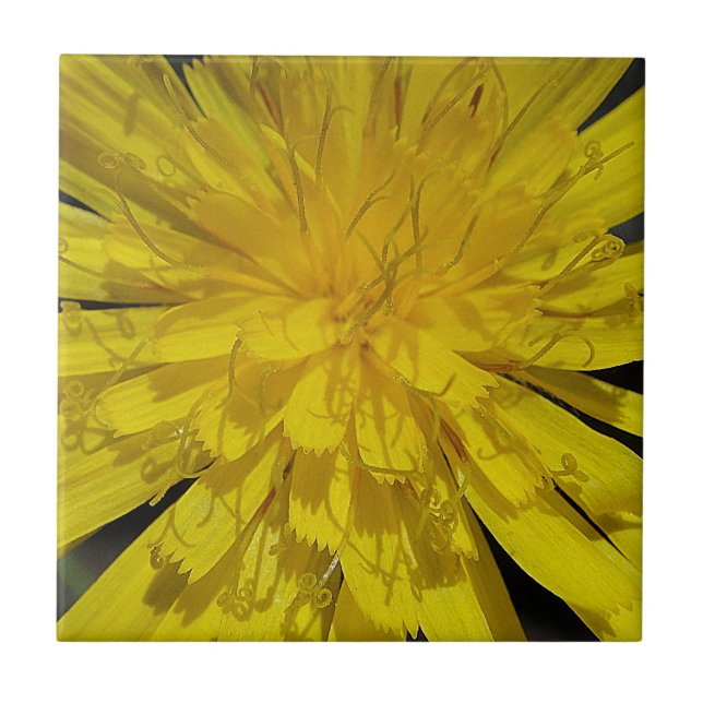 Hübsche Löwenzahnblüte Tile (Front)