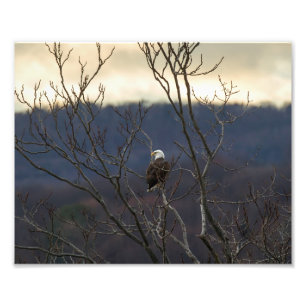 Hudson Valley Eagle Photo Print