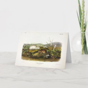 Hudson's Bay (Ungava Collared) Lemming by Audubon Card