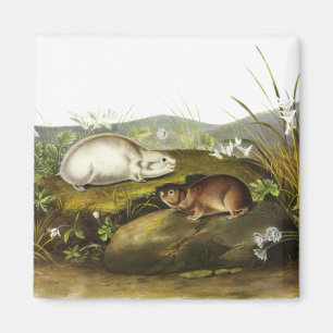 Hudson's Bay (Ungava Collared) Lemming by Audubon Magnet
