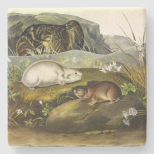 Hudson's Bay (Ungava Collared) Lemming by Audubon Stone Coaster