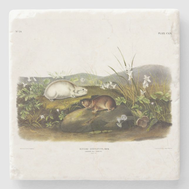 Hudson's Bay (Ungava Collared) Lemming by Audubon Stone Coaster (Front)