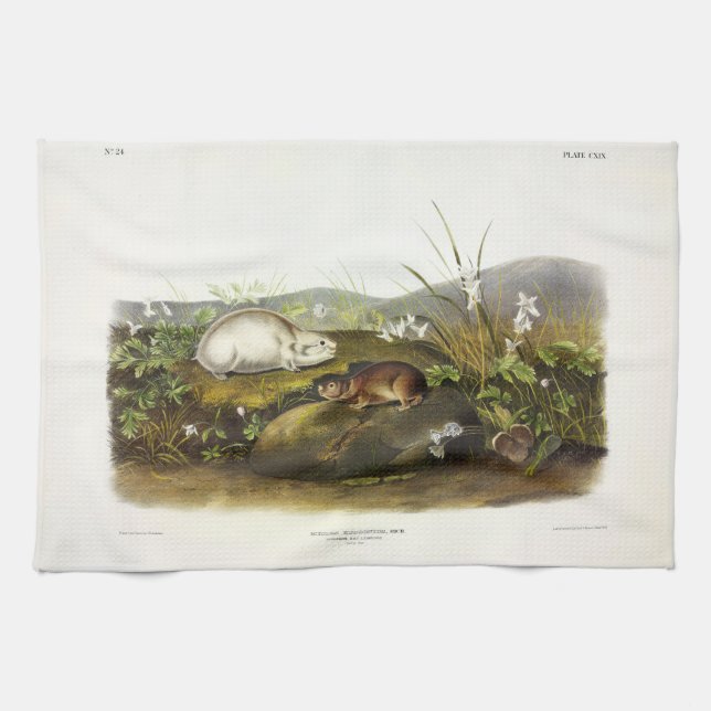Hudson's Bay (Ungava Collared) Lemming by Audubon Tea Towel (Horizontal)